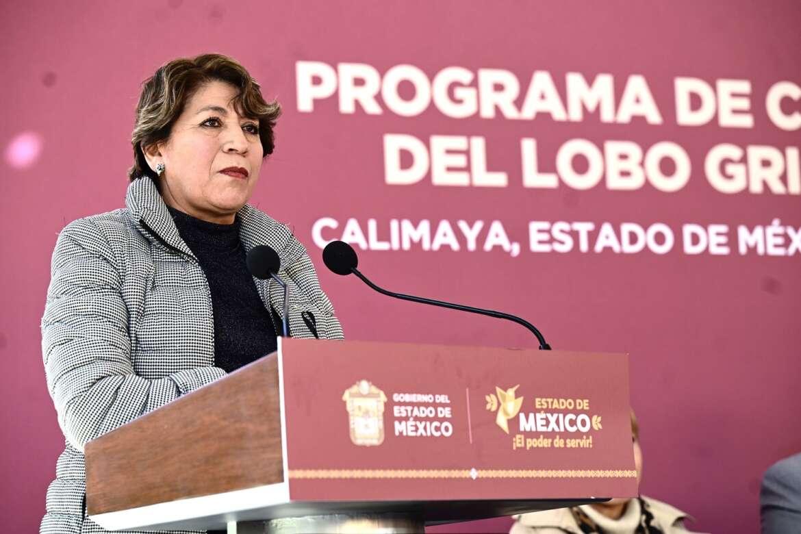 Gobernadora Delfina Gómez impulsa programa de recuperación del Lobo Gris Mexicano