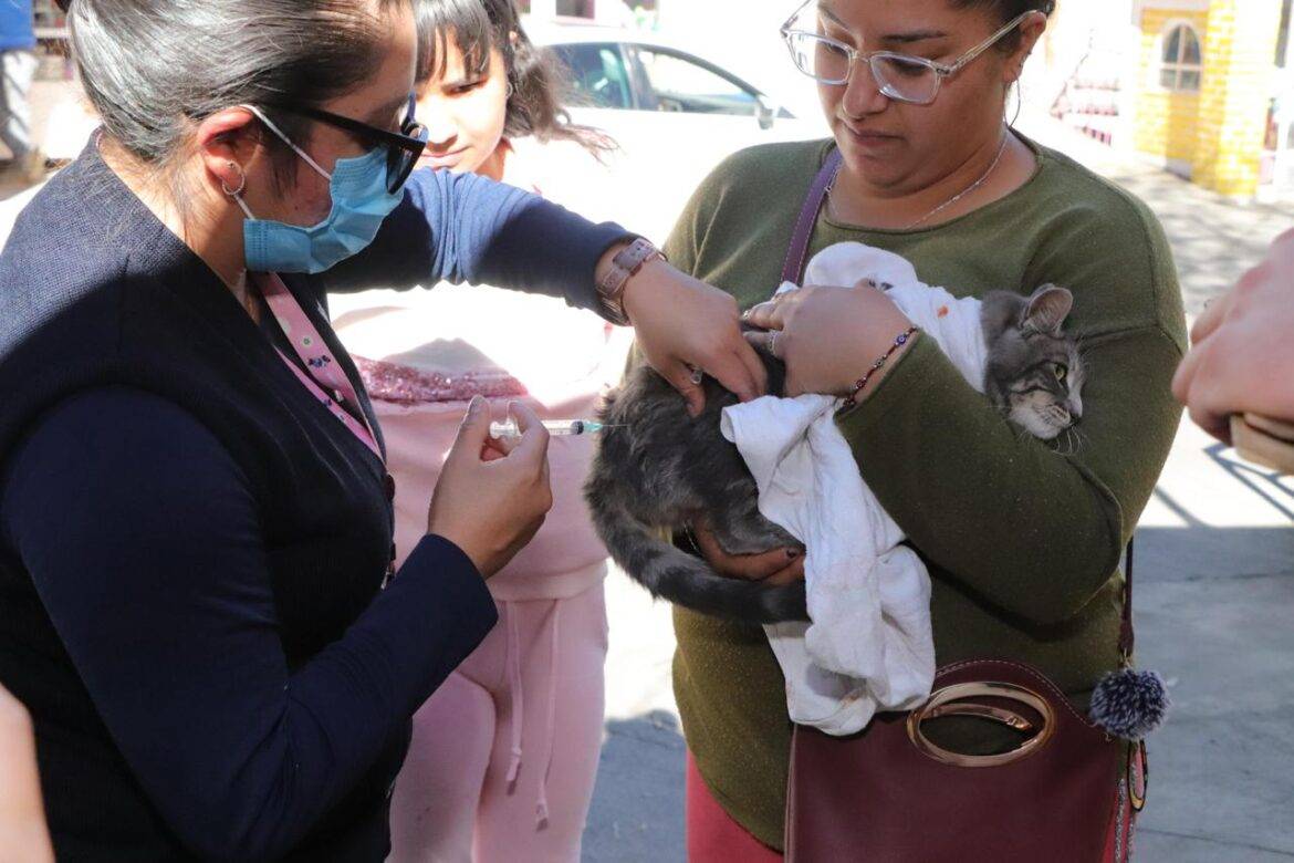 Edomex alcanza más del 95 por ciento en vacunación antirrábica canina y felina