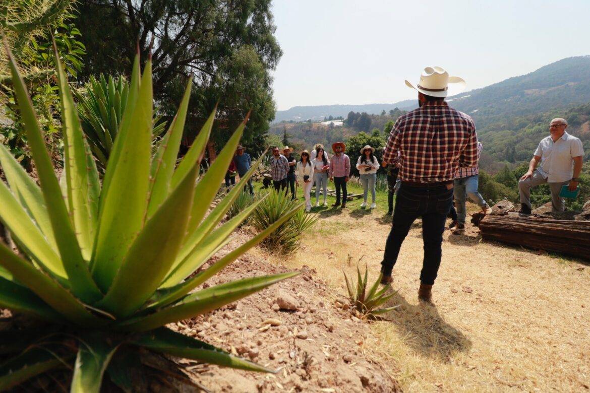 Promueve EdoMéx rutas turísticas de producción y destilado de agave