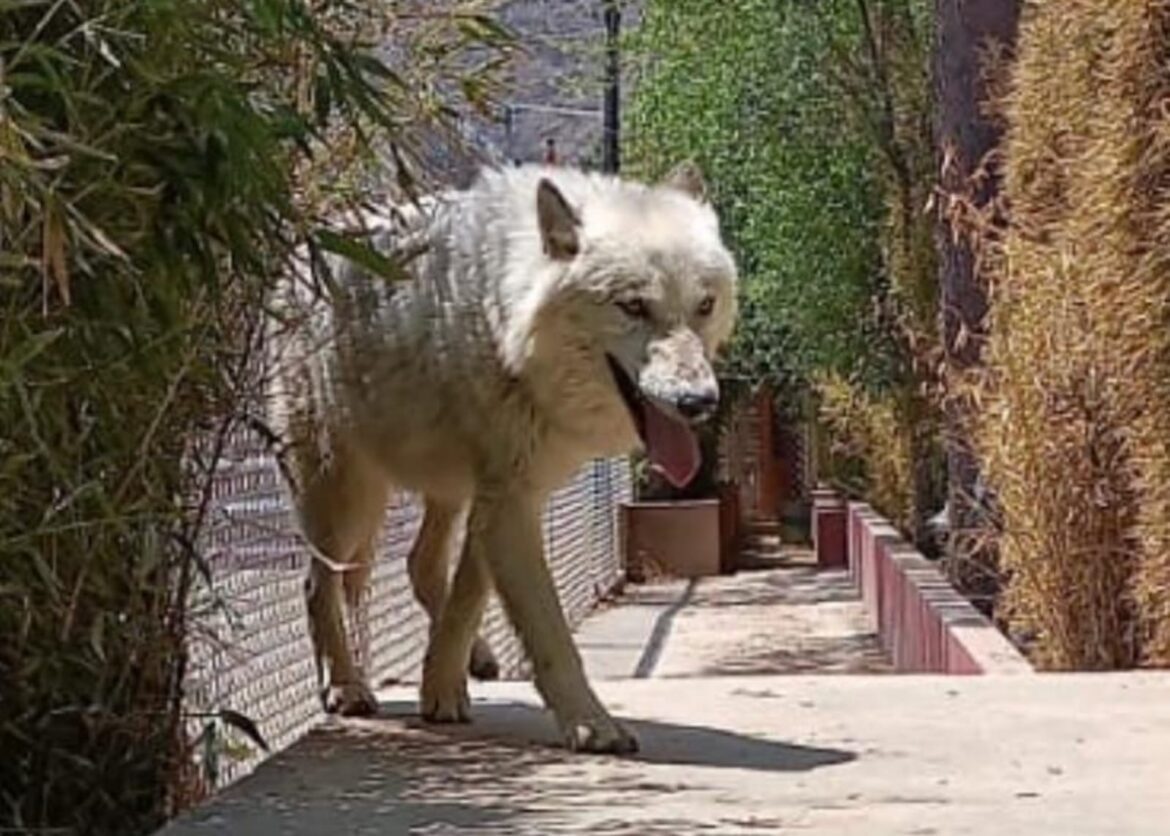 FGJEM en coordinación con instituciones de orden federal y estatal, rescatan 47 animales, 25 de ellos exóticos, durante cateo en predio de Huixquilucan