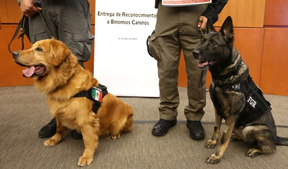 Binomios caninos de la FGR reciben reconocimiento en el Senado de la República