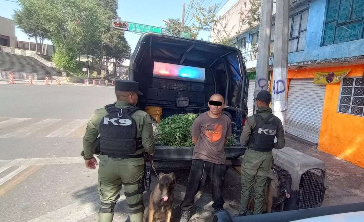 Policía asegura a hombre con presunta marihuana durante patrullaje en Toluca