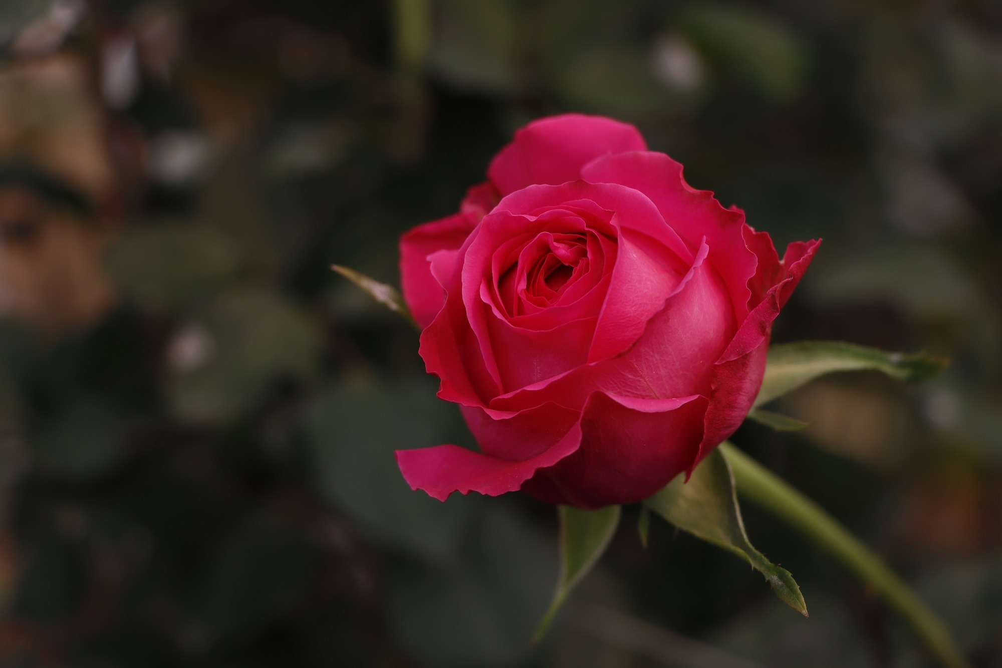 Floricultores mexiquenses listos para el Día de las Madres