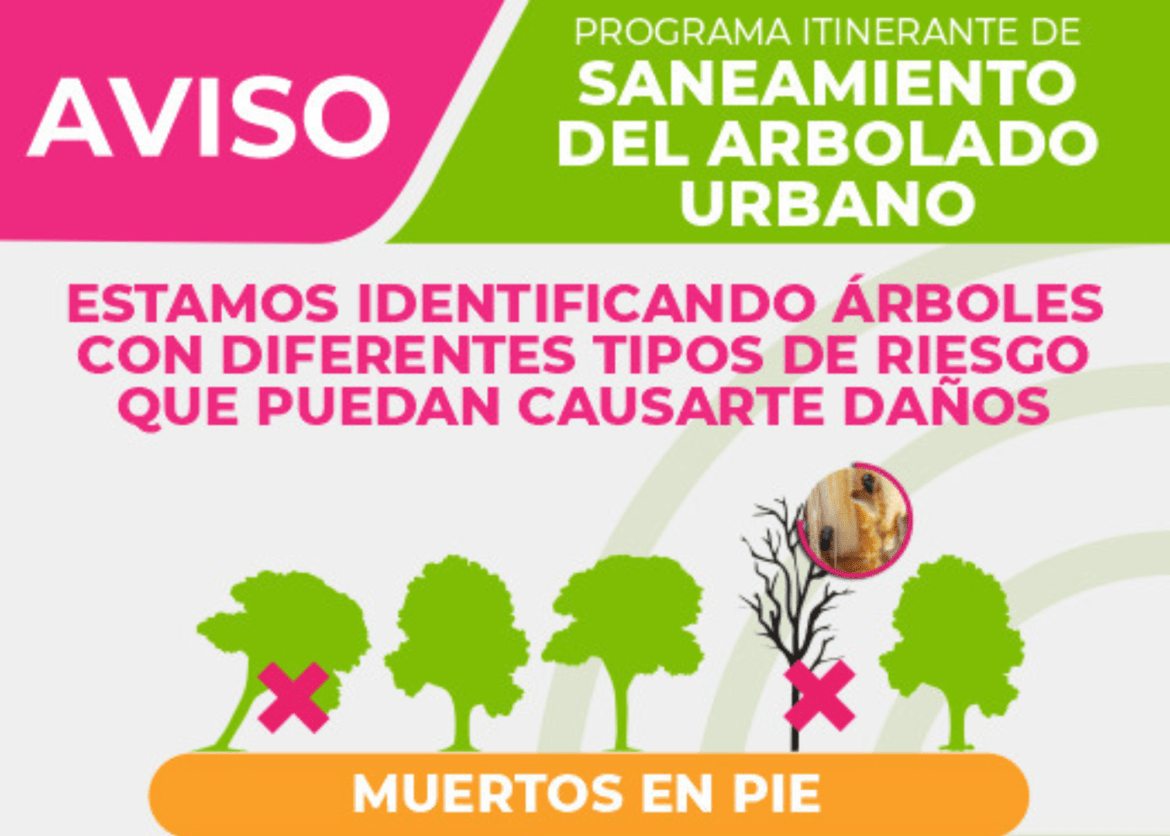 Será saneado el cuerpo arbóreo de  Paseo Colón